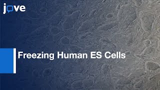 Freezing Human ES Cells l Protocol Preview