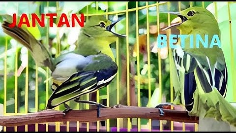 MALE AND FEMALE SIRTU BAIT GACOR