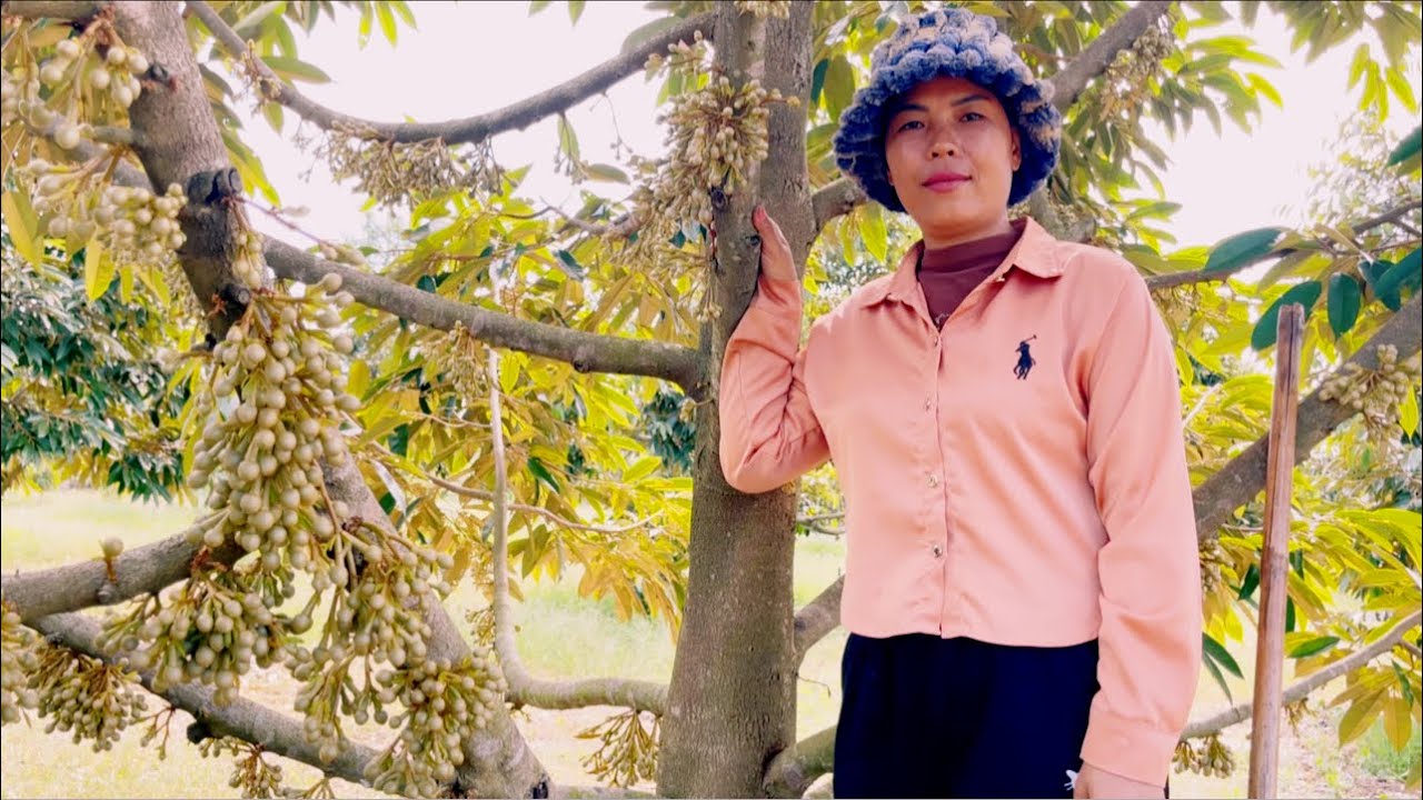 ទៅជំរះស្មៅ I went to pick the durian grass that was blooming.@SokleangFamilylife