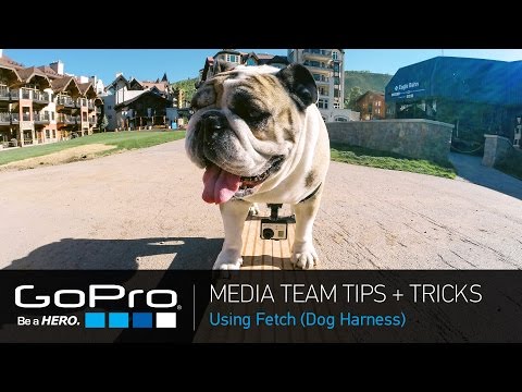 GoPro Media Team Tips and Tricks: Fetch (Dog Harness) (Ep 24)