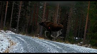 SHOTKAM Highlights 2023 Moose,Hare and bird Hunting in Finland