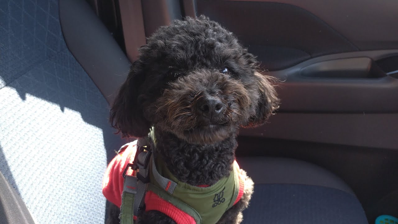 ドッグラン行くよ