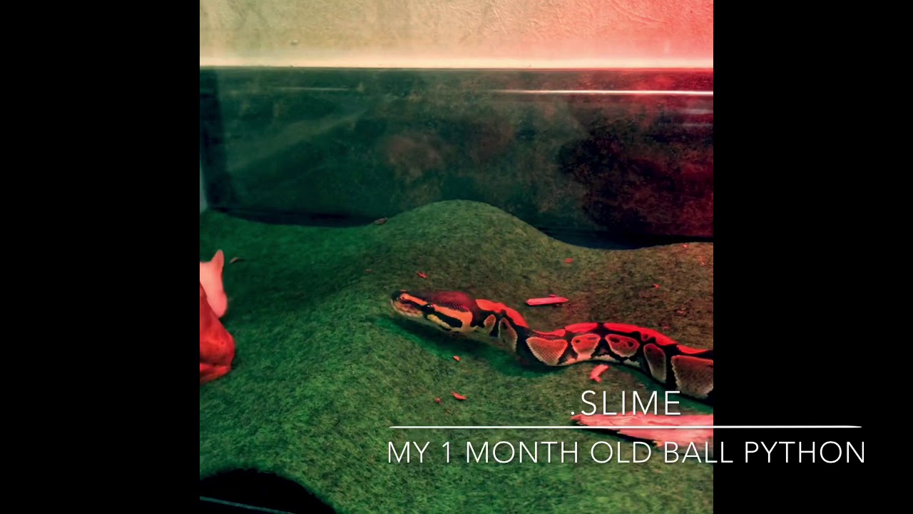 Slime -1Month old Ball python - YouTube
