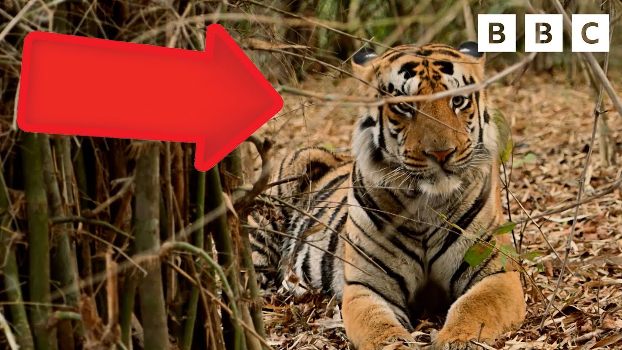 On the 👀 for Bengal Tigers | One Zoo Three | CBBC