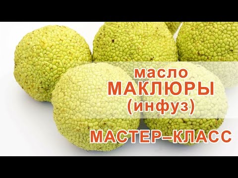Маклюра инфуз рецепт