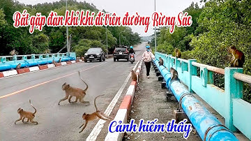 Cảnh hiếm thấy - Gặp đàn khỉ chạy nhảy trên đường Rừng Sác (Cần Giờ)