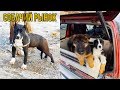 СОБАЧИЙ РЫНОК🐕👍ИТ БАЗАР/ОВЧАРКА/ПИТБУЛЬ/АЗИАТ/ СМЕШАНЫЕ ПОРОДЫ СОБАК