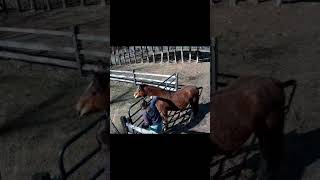 Horse is excited to see woman and rubs her head knocking her hat off