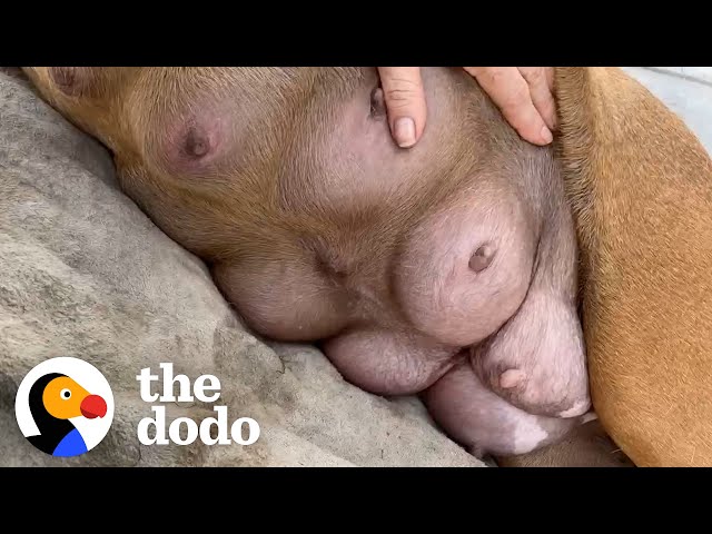 Heavily Pregnant Pittie Gets Rescued From Shelter 47 Minutes Before It’s Too Late | The Dodo class=