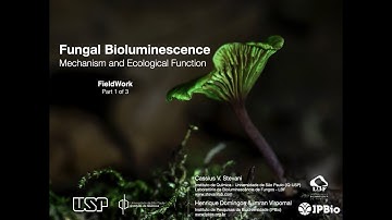 LBF - Fungal Bioluminescence | Part 1