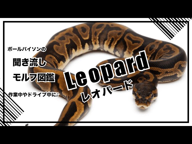 python regius ボールパイソン 図鑑 ボールパイソンの聞き流し モルフ図鑑 GHI - YouTube