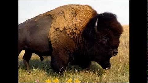 MYOSAGELIFE - Osage Language Episode 2 - Orthography Part 2