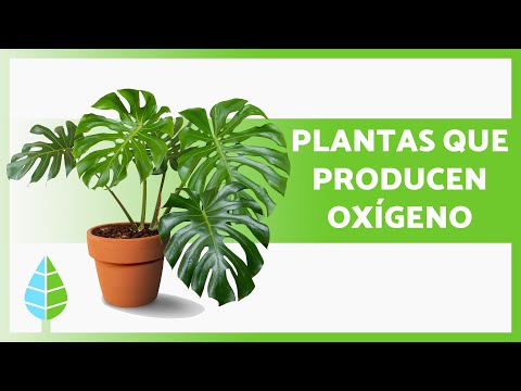 Video: Cómo Las Plantas Producen Oxígeno