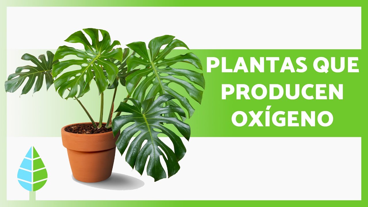 Plantas decorativas que purifican el ambiente