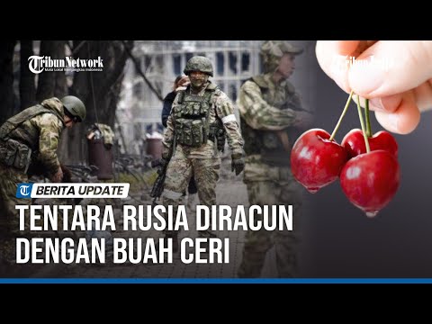 Video: Tempat teh Ivan tumbuh di Ukraina dan Rusia