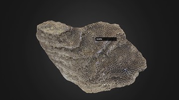 Fossils@Home #2: Tabulate Corals