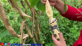 Tapisca de Maíz en Guatemala.