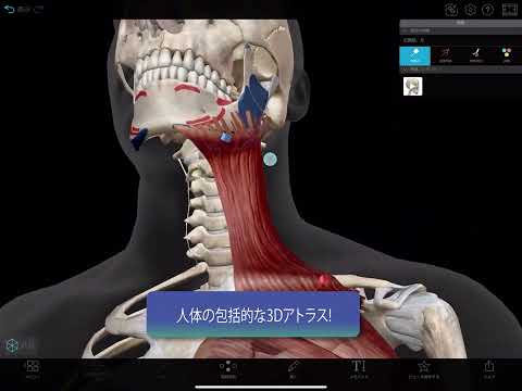 【美品】アナトミー 2（もう一度確認したい　インプラント臨床のための解剖） 美品】アナトミー 2（もう一度確認したい インプラント臨床の