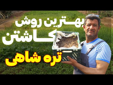 ساده و بهترین روش کاشتن تره شاهی داخل خانه یک فصل کامل سبزی داری