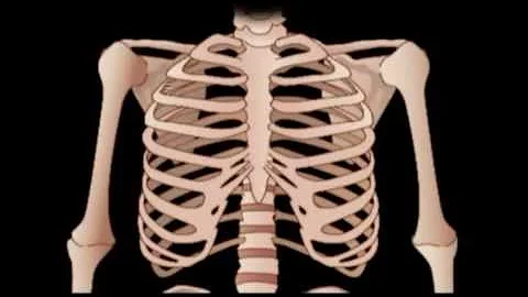 Learn About The Human Skeleton (Updated 2013) | Hu...