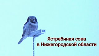 Ястребиная сова в Нижегородской области