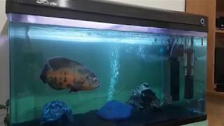 ASTRONOT BALIKLARI (OSCAR FISH)