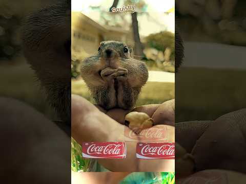 Video: ¿Las ardillas comen galletas?