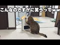 ストーブを消された猫の必死過ぎるアピールが草
