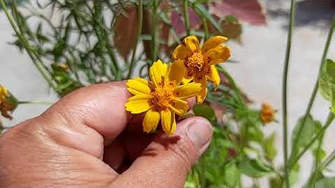 342 - How to collect & save Coreopsis Tinctoria /Coreopsis Lanceolata (Sand Coreopsis) seeds