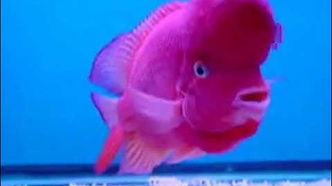 Cá La Hán - Thiên Đường Cá Cảnh