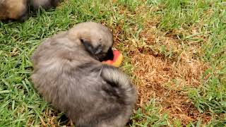 The Pups playing.