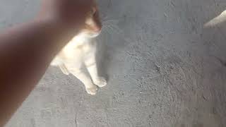 meow.mp4