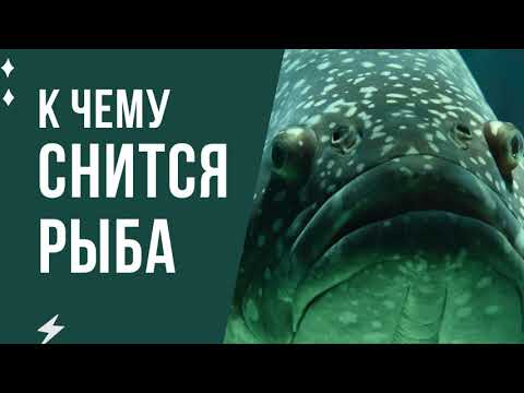 К чему снится рыба? Рыба во сне толкование и значение сна