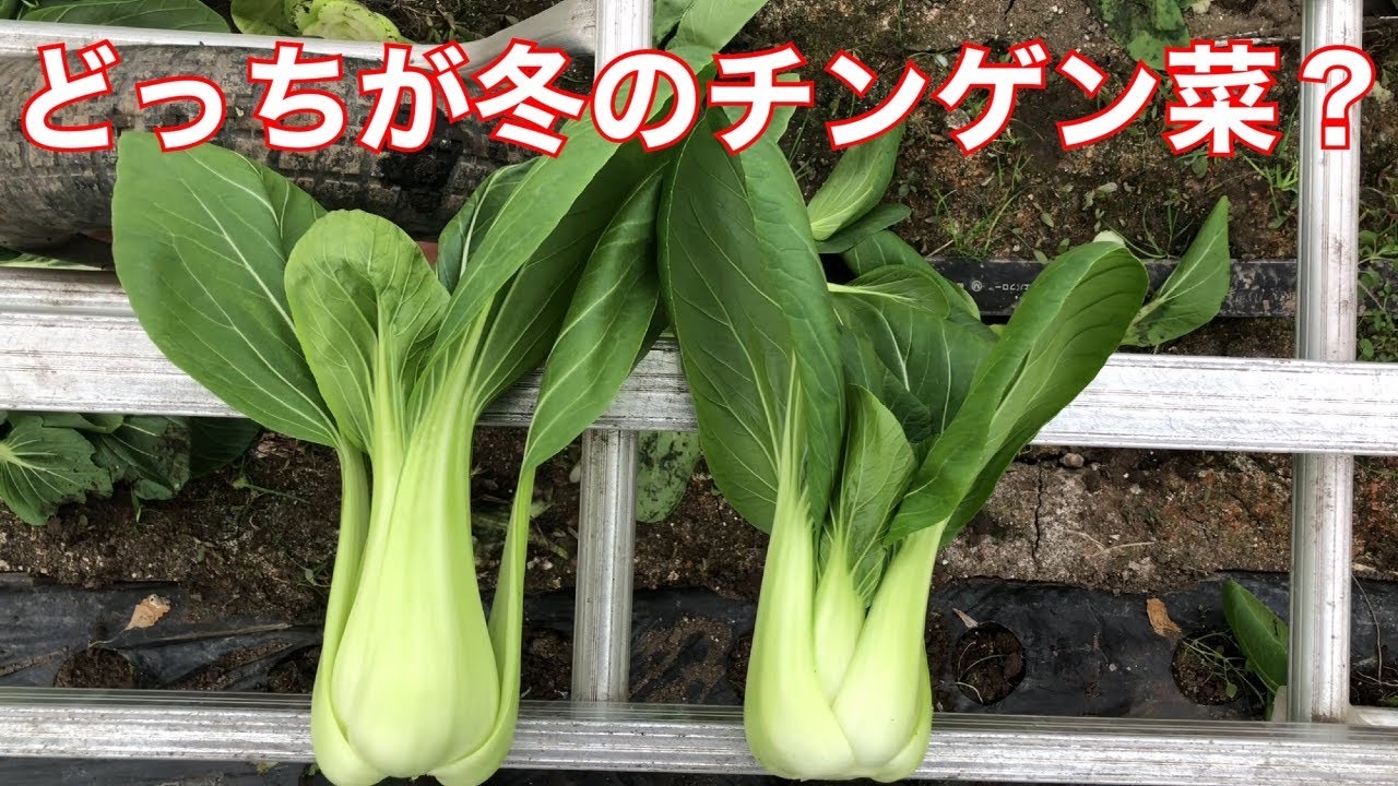 チンゲン菜冬の品種 Youtube