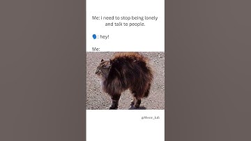 💯#cat #introvert #memes #funny #pets #youtube #shorts #relatable #status #youtubeshorts #ytshorts