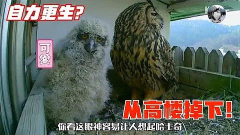 雕鸮“丈夫”消失许多天，幼鸟又发生意外从高楼掉下，一家子能团聚吗？ - 天天要闻