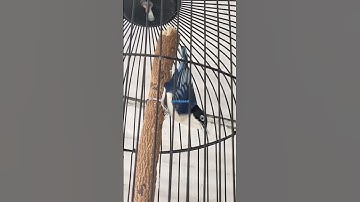 Pesona burung rambatan Doraemon