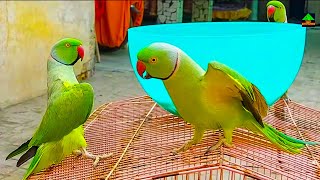 So Funny Green Ringneck Talking Parrots | Daily Fun Routine Of My Super Cute Ringneck Talking Parrot