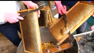 bagaimana cara orang Taiwan panen madu/ peternakan madu taiwan