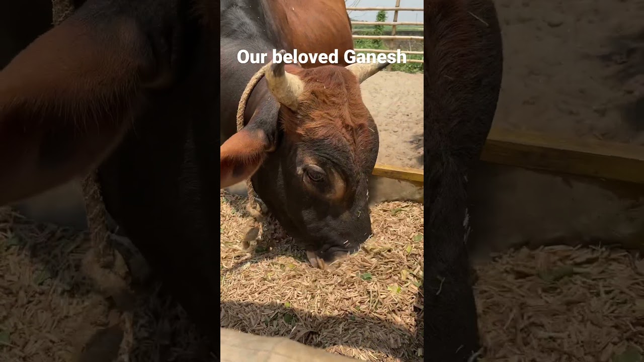 Bull is eating straw | Cows and bulls shelter in India | Nandi Sanctuary | Mayapur | Cow protection