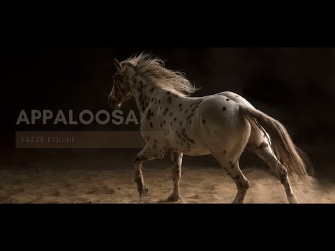 Video: Razza Di Cavallo Appaloosa Ipoallergenico, Salute E Durata Della Vita