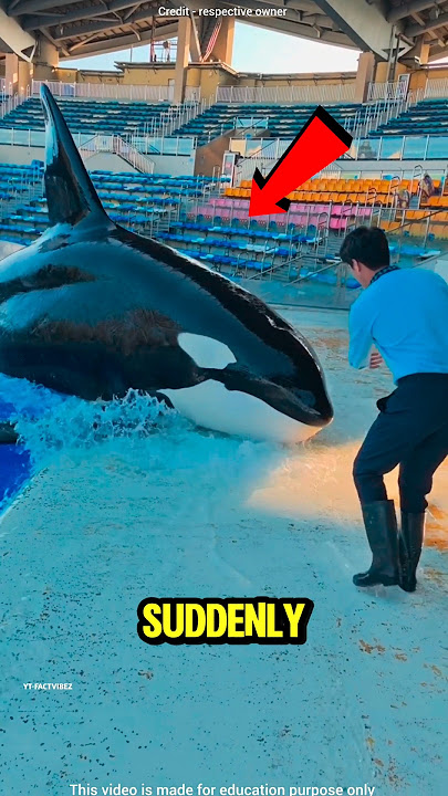 The Smart Dolphin Who Wanted It All 🐬