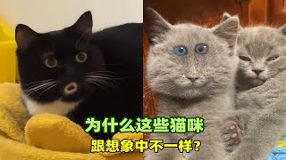 为什么这些猫咪跟我们想象中的不太一样？