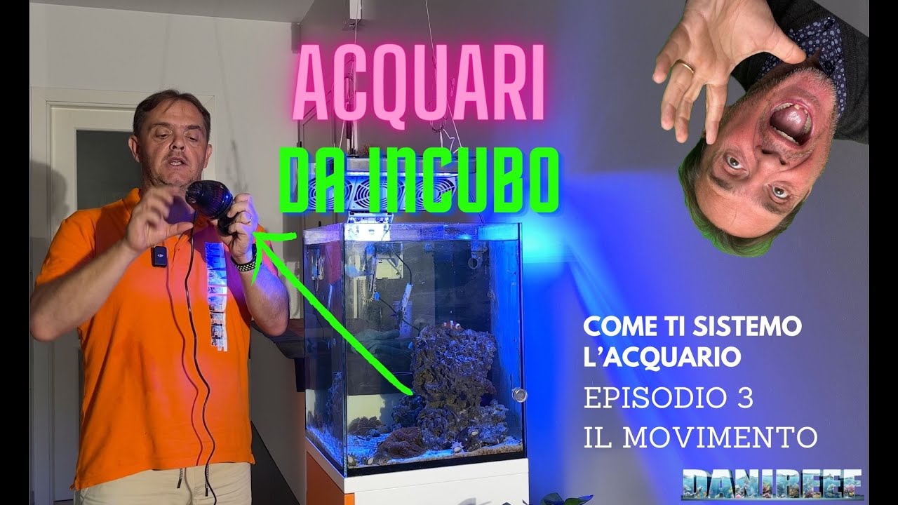 ACQUARI DA INCUBO: L'importanza del movimento in acquario marino ...