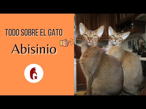 Video: Razas De Gatos: Abisinio