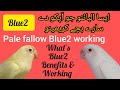 How to produce | Albino blue2 | Working | Benefits | Albino b2 | KH Aviary | Blue 2