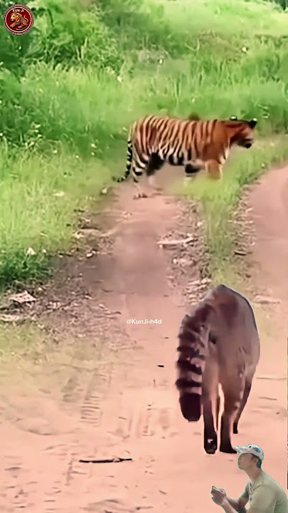 DUA ANJING LIAR MUNDUR, SEEKOR KUCING BERANI TANTANG HARIMAU!📌