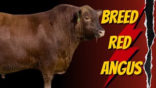Red Angus Breed: Everything You Need to Know About This Cattle Breed"