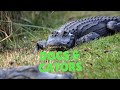 Training alligators  classical conditioning  grassroots k9