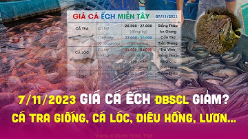 ✅ Giá Cá Nước Ngọt 7/11/2023 #ĐBSCL ⚡ Giá Cá Tra, Ếch Thịt? Giá Cá Lóc, Điêu Hồng, Cá Chẽm, Lươn Xô!